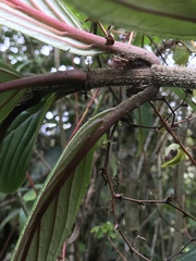 Glossoloma ichthyoderma