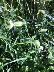 Silene latifolia