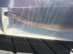 Conger oceanicus