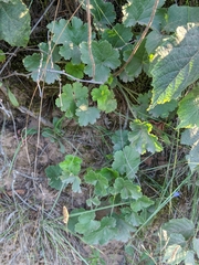 Heuchera richardsonii