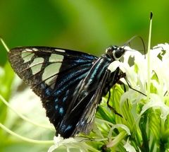 Phocides belus