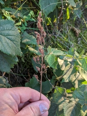 Heuchera richardsonii