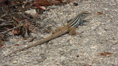 Aspidoscelis scalaris septemvittatus