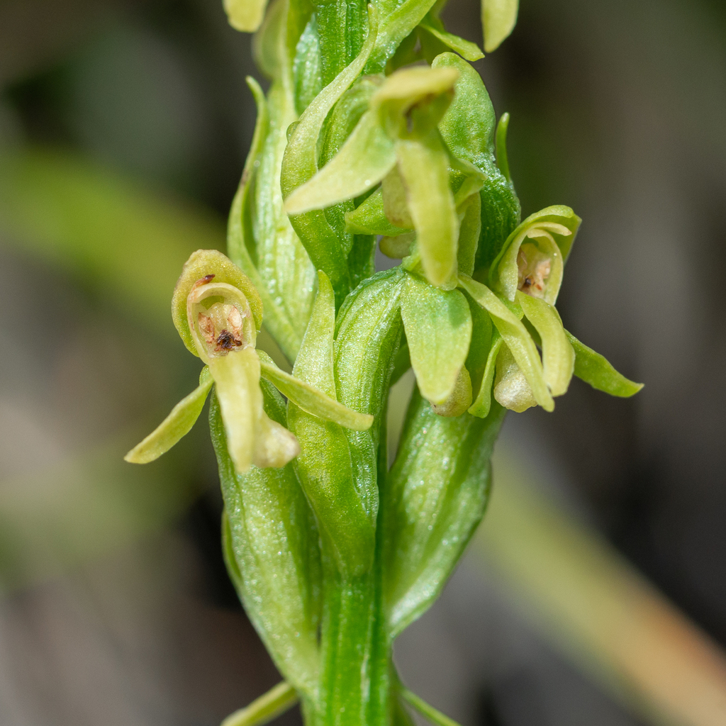 Habenaria viridiflora