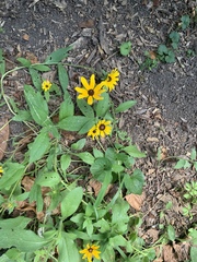 Sanvitalia procumbens