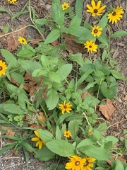 Sanvitalia procumbens