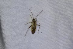 Adelphocoris lineolatus