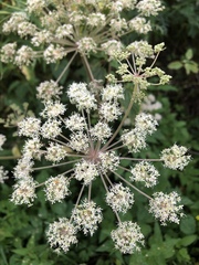Angelica sylvestris