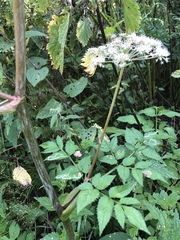 Angelica sylvestris