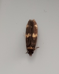 Oegoconia deauratella