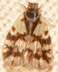 Bothriocera cognita