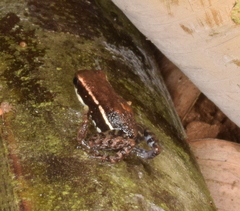 Epipedobates boulengeri