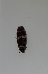 Oegoconia deauratella