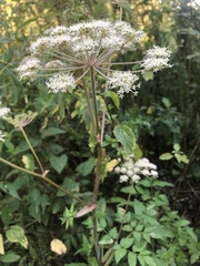 Angelica sylvestris