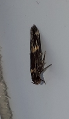 Oegoconia deauratella