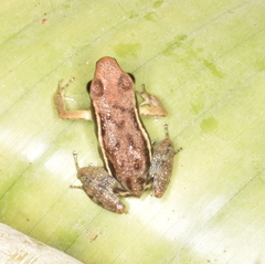 Epipedobates boulengeri