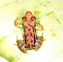 Epipedobates boulengeri