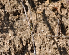 Onychogomphus