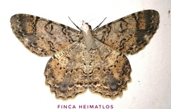 Epimecis subroraria