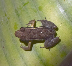 Epipedobates boulengeri