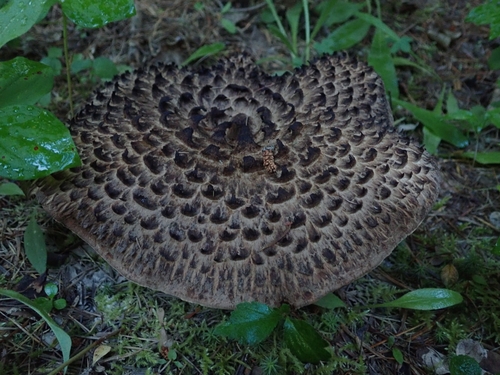 Sarcodon imbricatus — (c) Mitch Van Dyke, some rights reserved (CC BY)