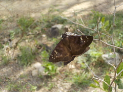 Ephyriades arcas arcas