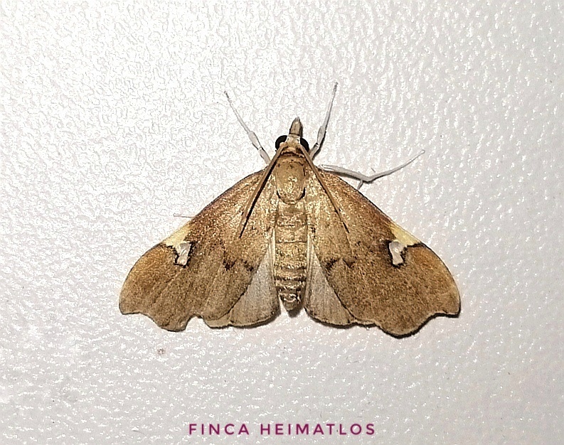Deuterophysa