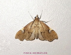 Deuterophysa asychanalis