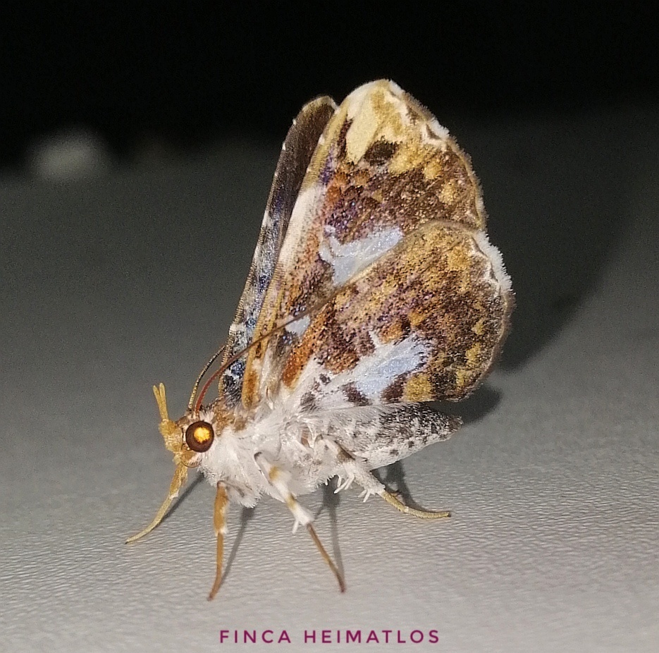 Pseudogerespa usipetes