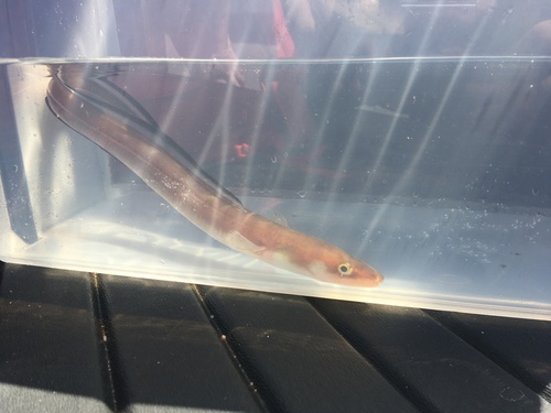 American conger (Conger oceanicus) — Congridae
