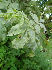 Erysiphe vanbruntiana