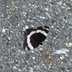 Limenitis arthemis rubrofasciata