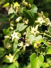 Myrmecopsis strigosa
