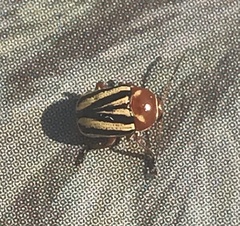 Cryptocephalus venustus