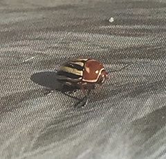 Cryptocephalus venustus