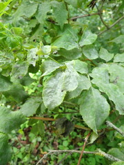 Erysiphe vanbruntiana