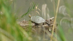 Trachemys gaigeae