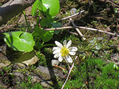 Caltha biflora
