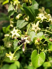 Myrmecopsis strigosa