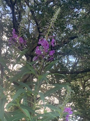 Chamaenerion angustifolium