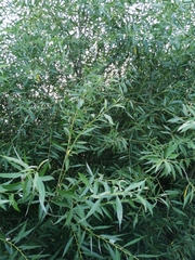 Salix