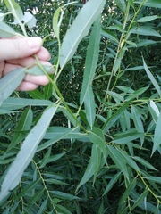 Salix