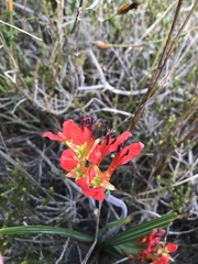 Babiana ringens australis