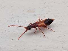 Anthophagus caraboides