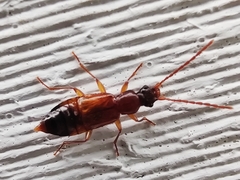 Anthophagus caraboides