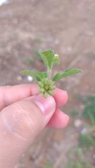 Acanthospermum hispidum