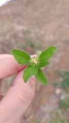 Acanthospermum hispidum