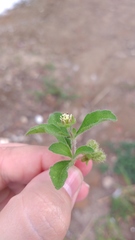 Acanthospermum hispidum