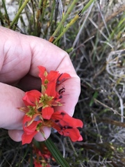 Babiana ringens australis