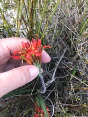 Babiana ringens australis